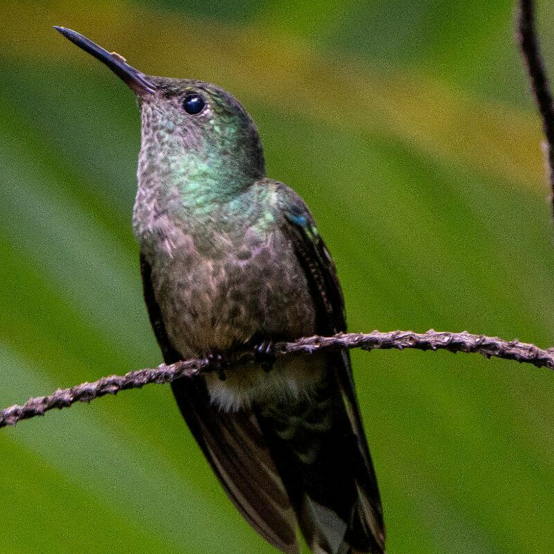 Costa Rica