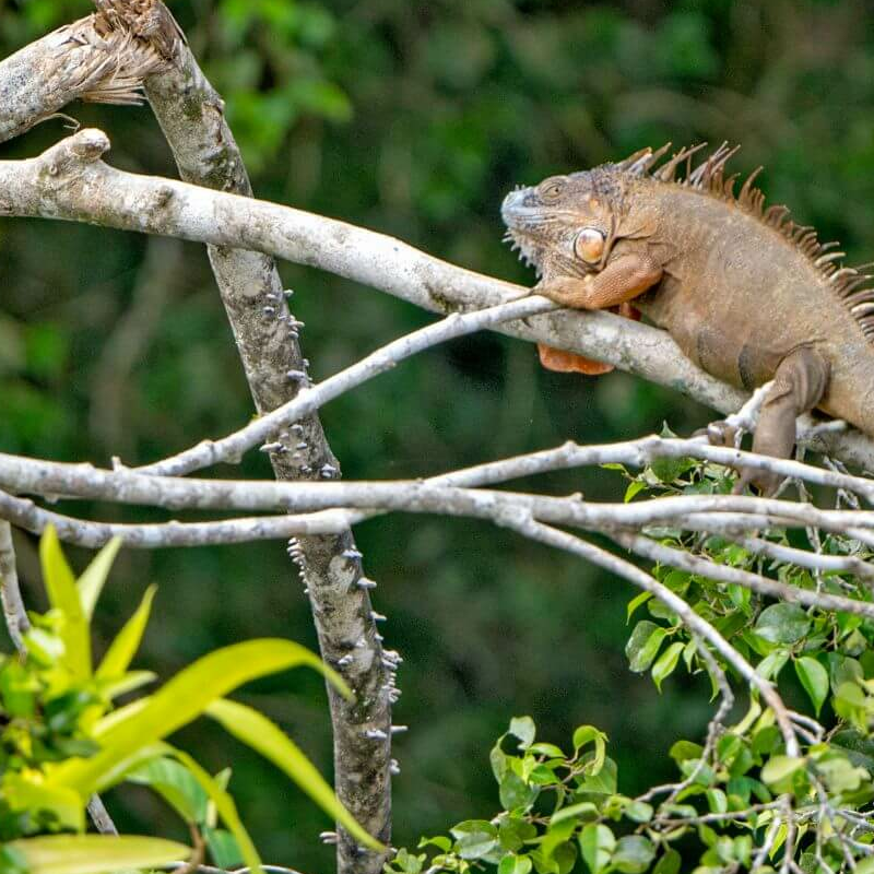 Costa Rica