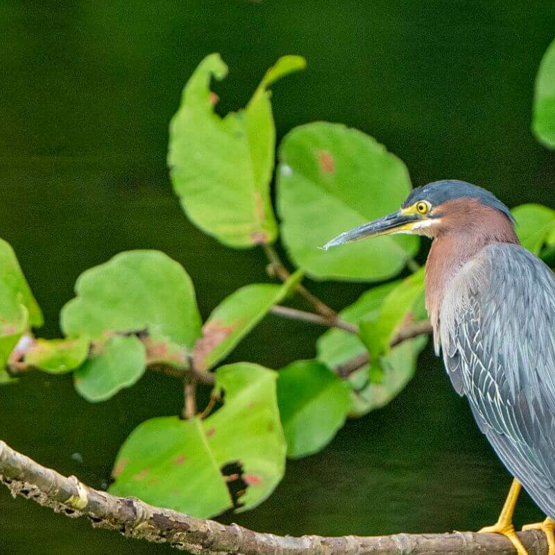 Costa Rica