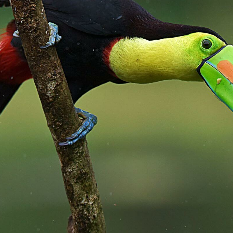 Costa Rica