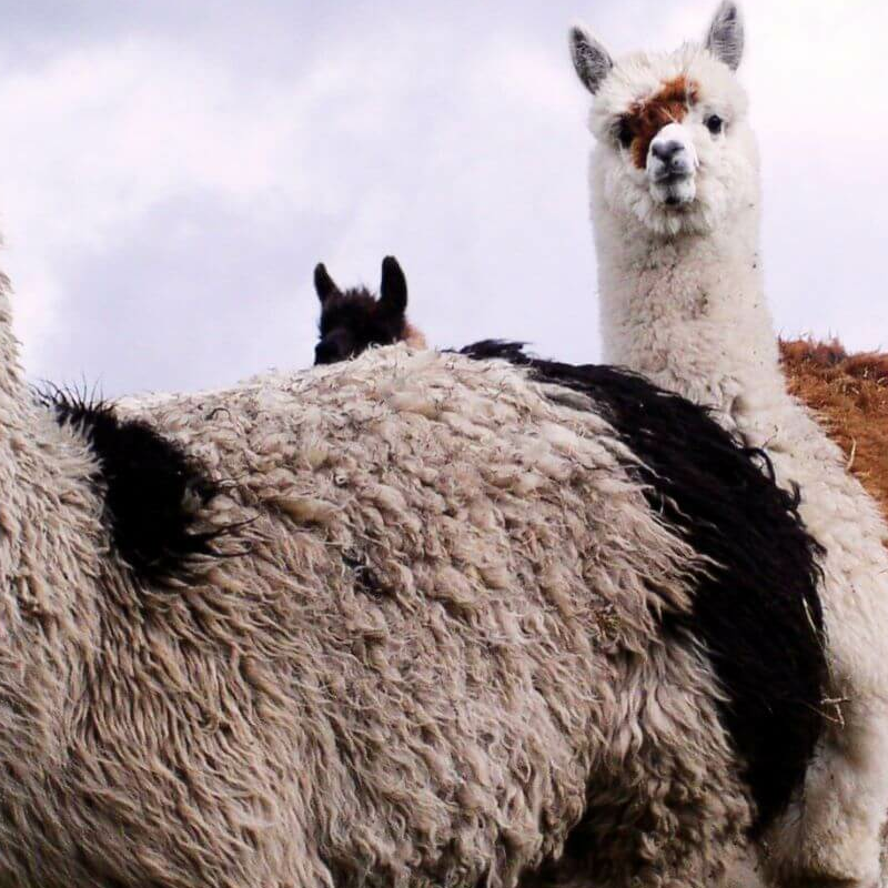 Cotopaxi Nationalpark