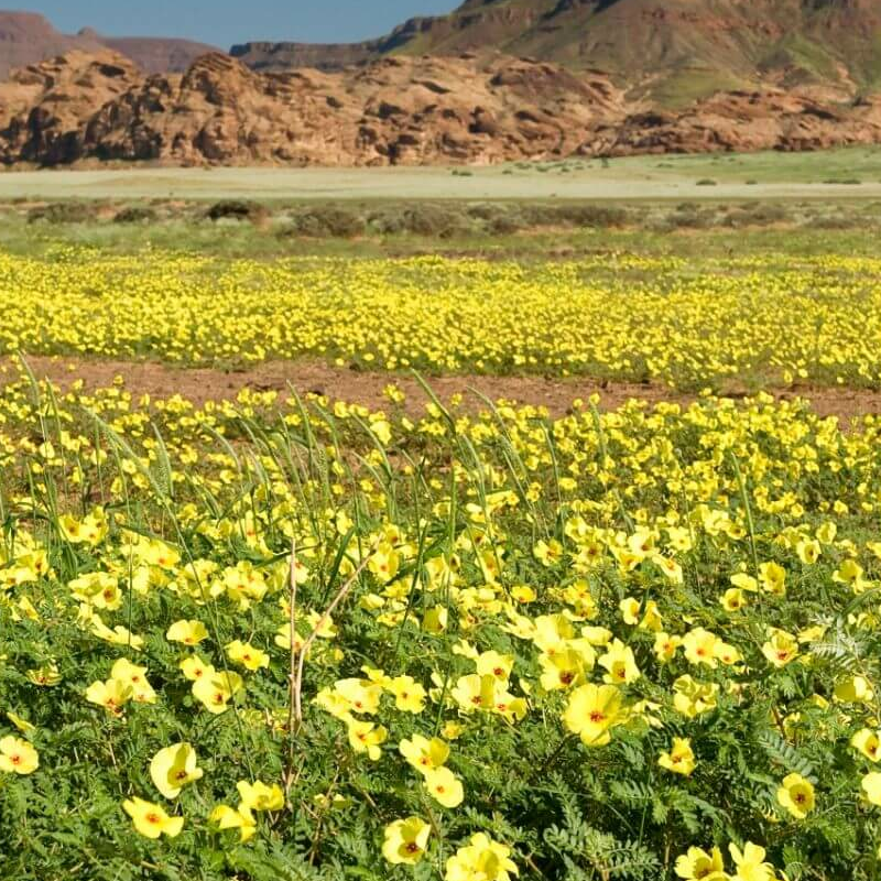 Damaraland