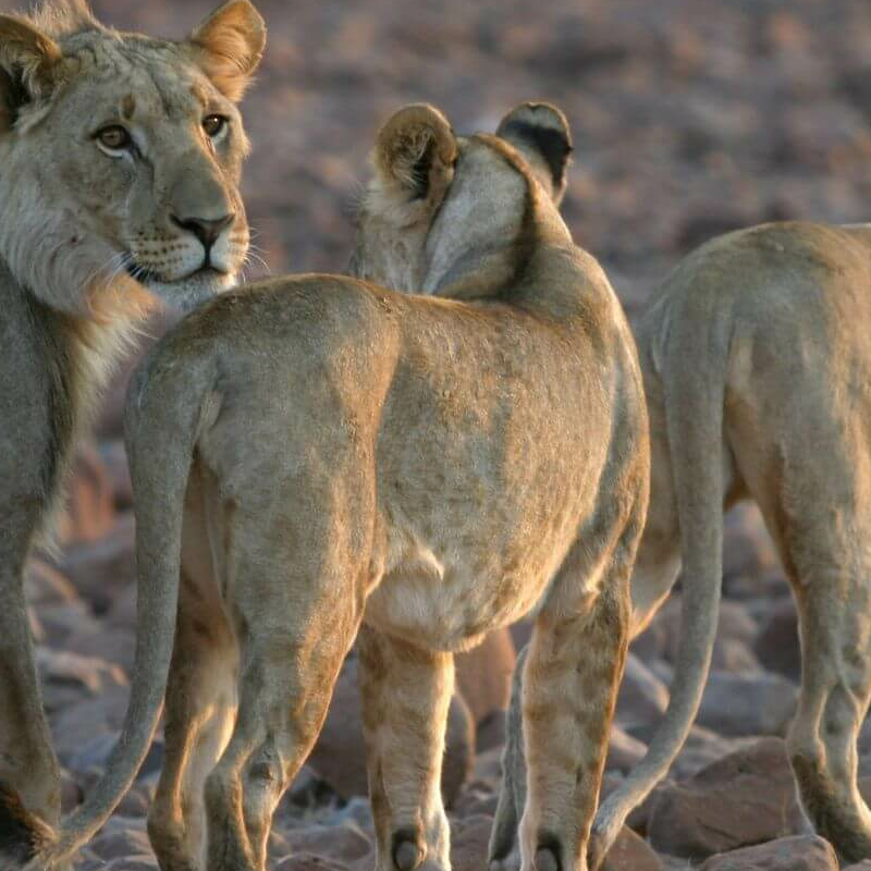 Damaraland