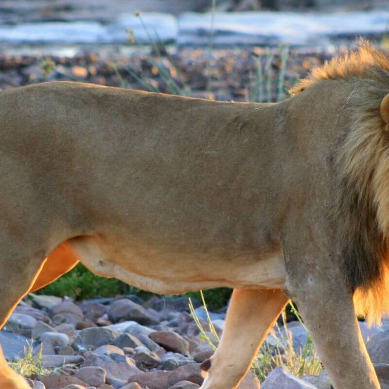 Damaraland