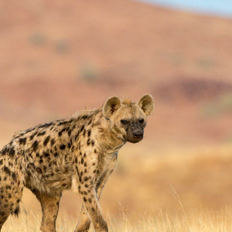 Damaraland