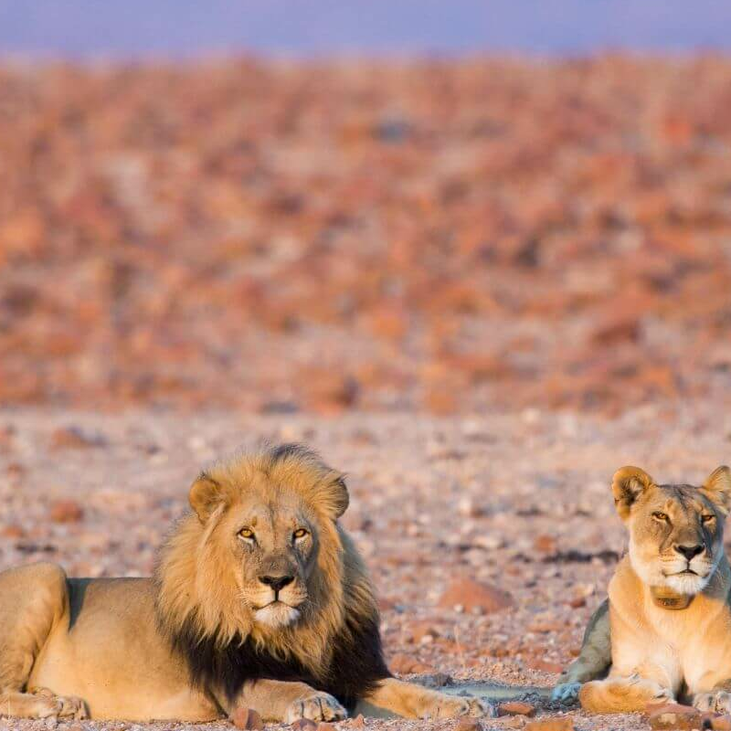 Damaraland