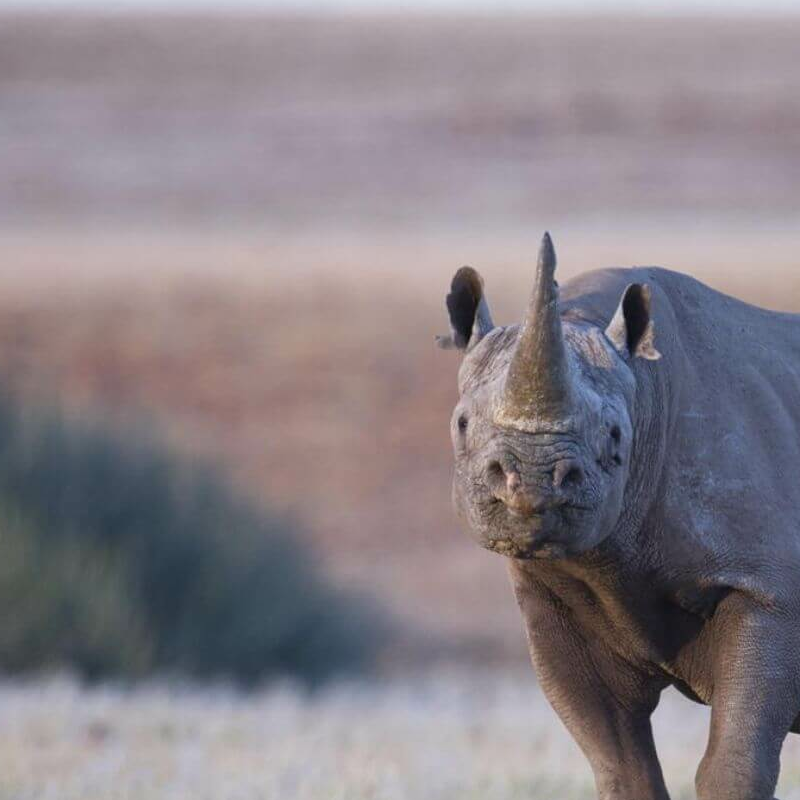 Damaraland