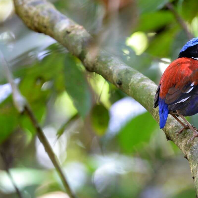 Danum Valley