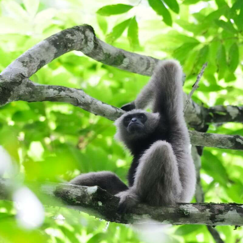 Danum Valley