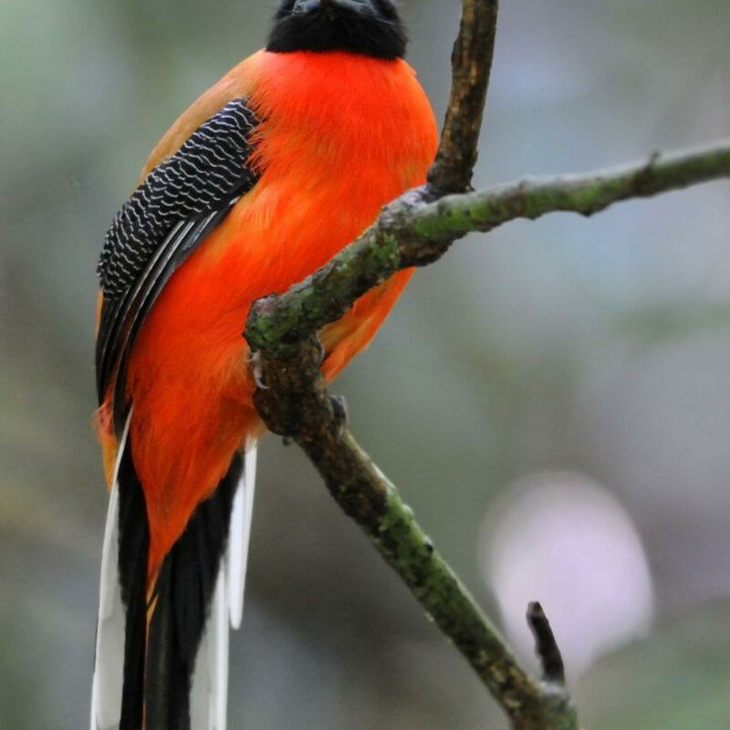 Danum Valley
