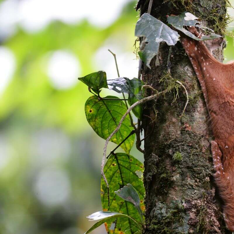 Danum Valley