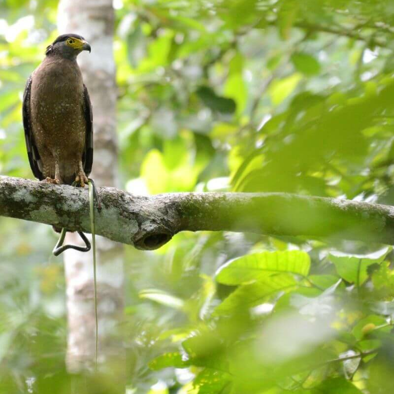 Danum Valley