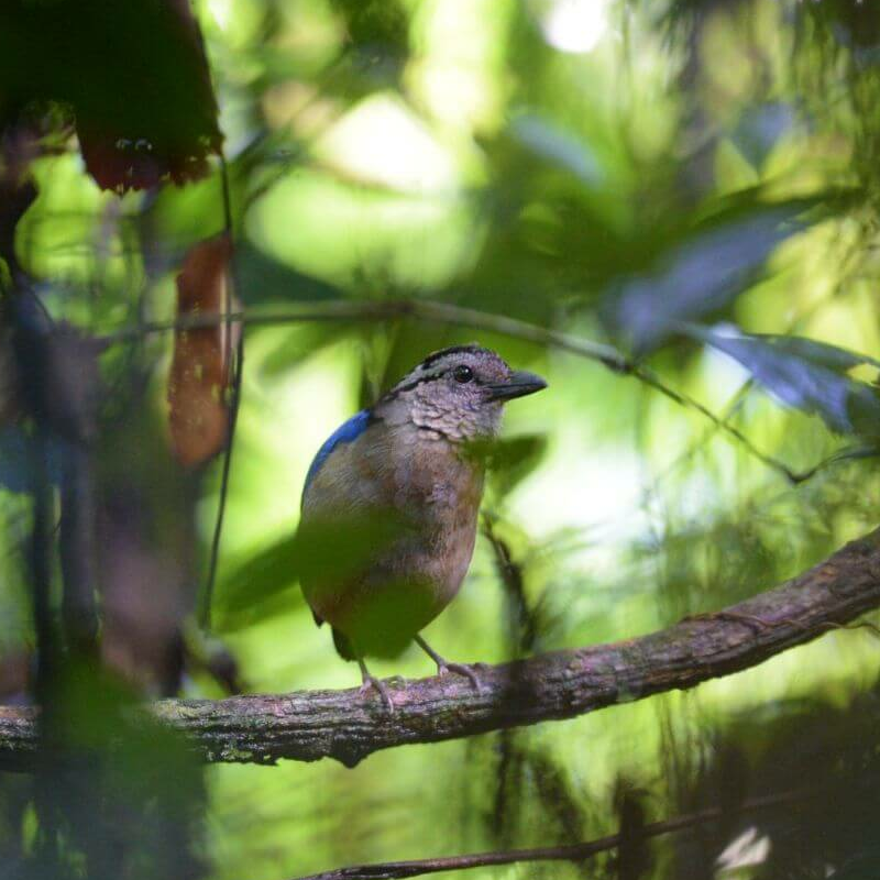 Danum Valley