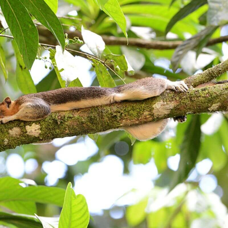 Danum Valley
