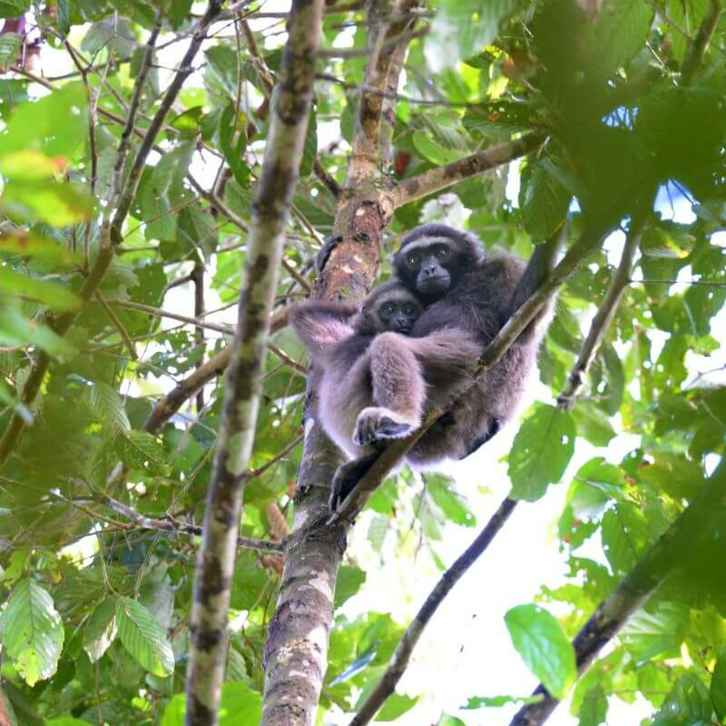 Danum Valley