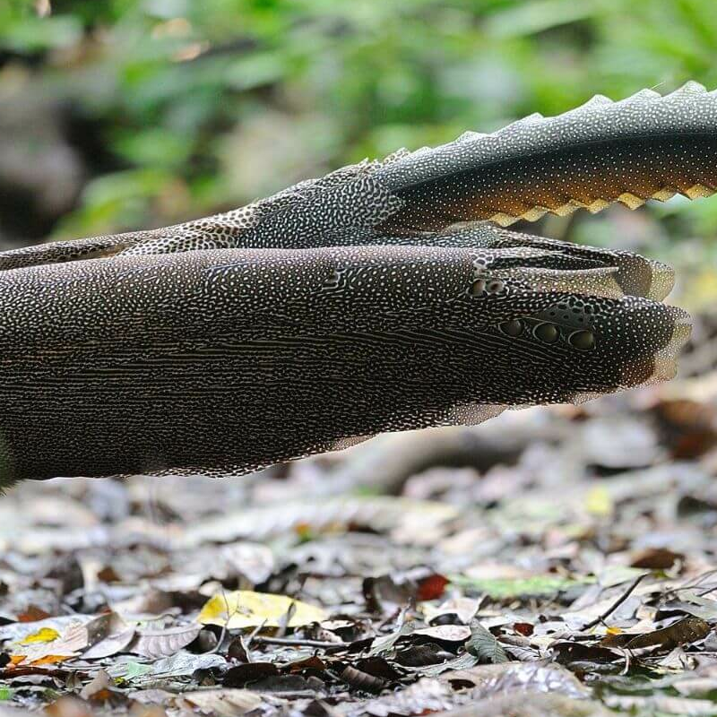 Danum Valley
