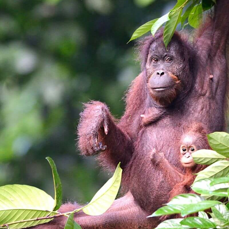 Danum Valley