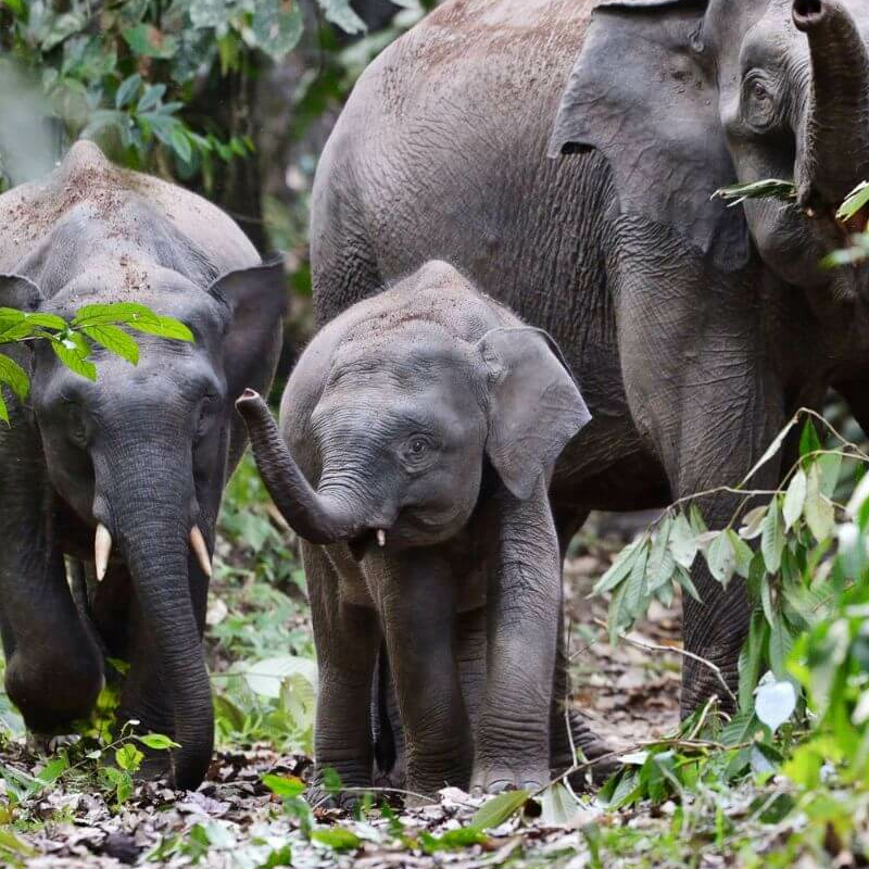 Danum Valley