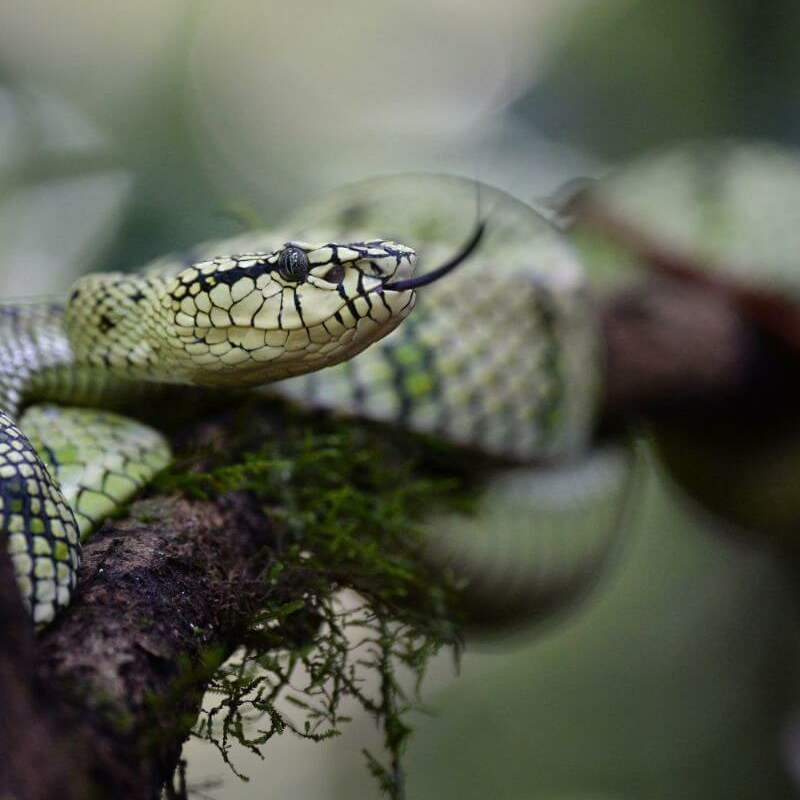 Danum Valley