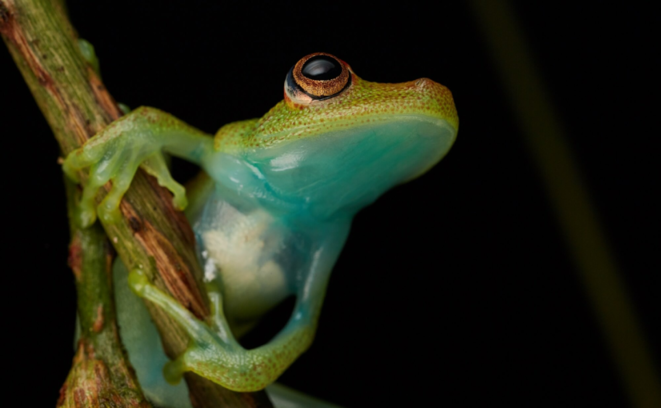 Ecuador Amazonas