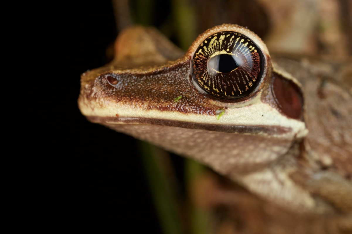Ecuador Amazonas