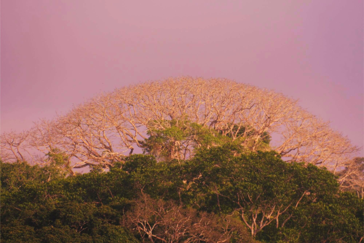 Ecuador Amazonas