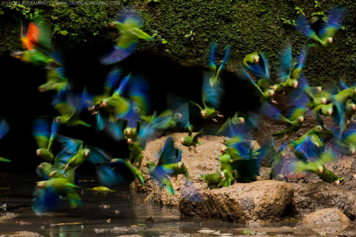 Ecuador Amazonas