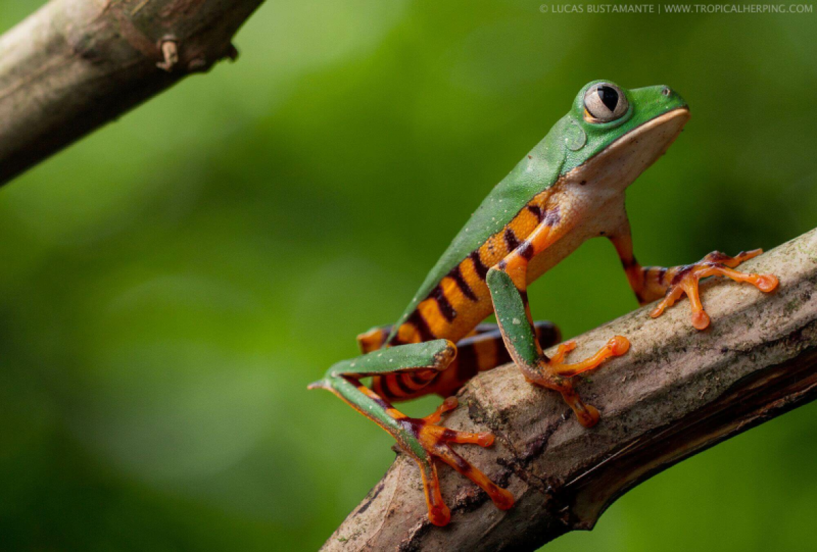 Ecuador Amazonas
