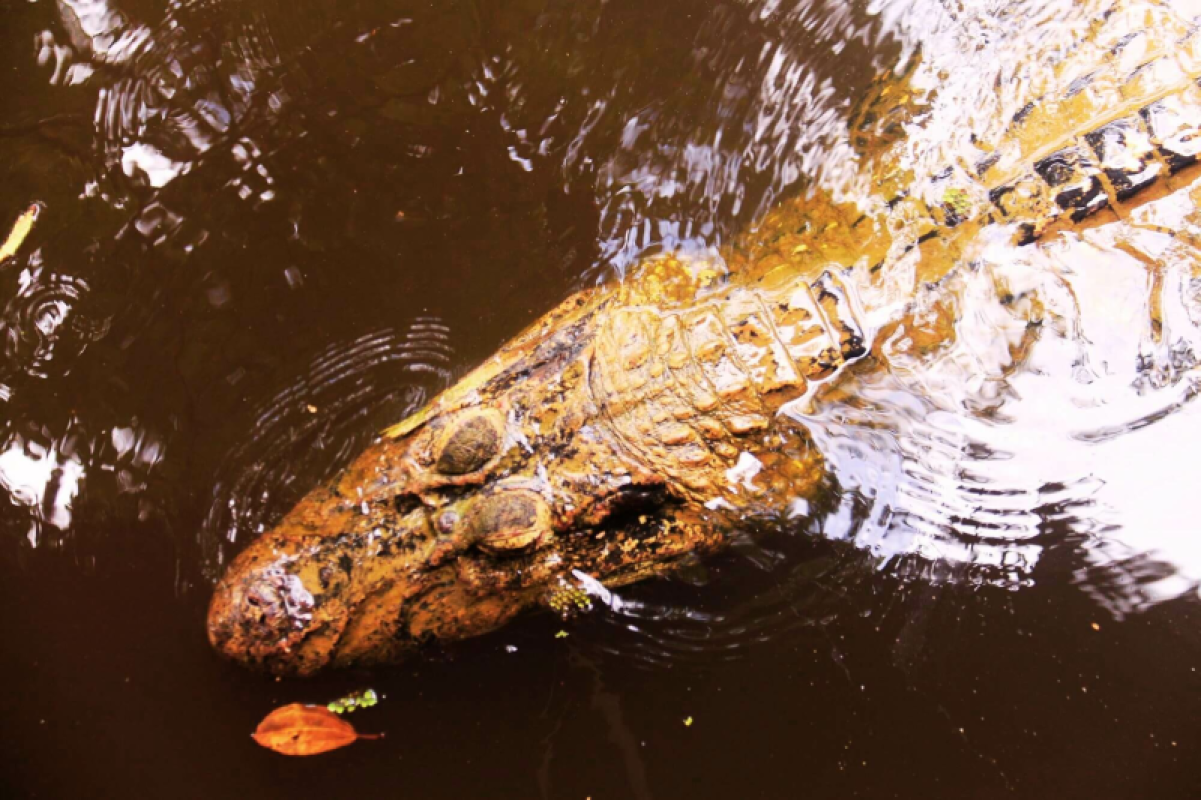 Ecuador Amazonas