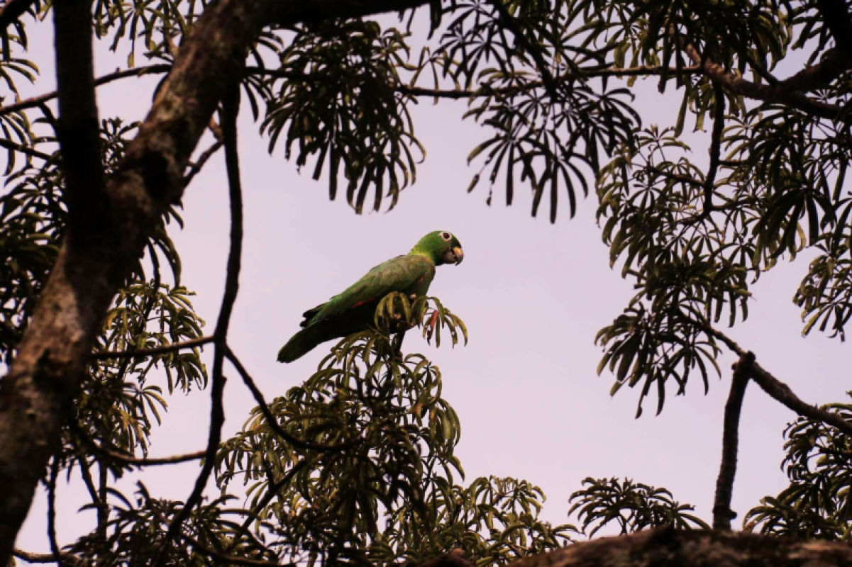 Ecuador Amazonas