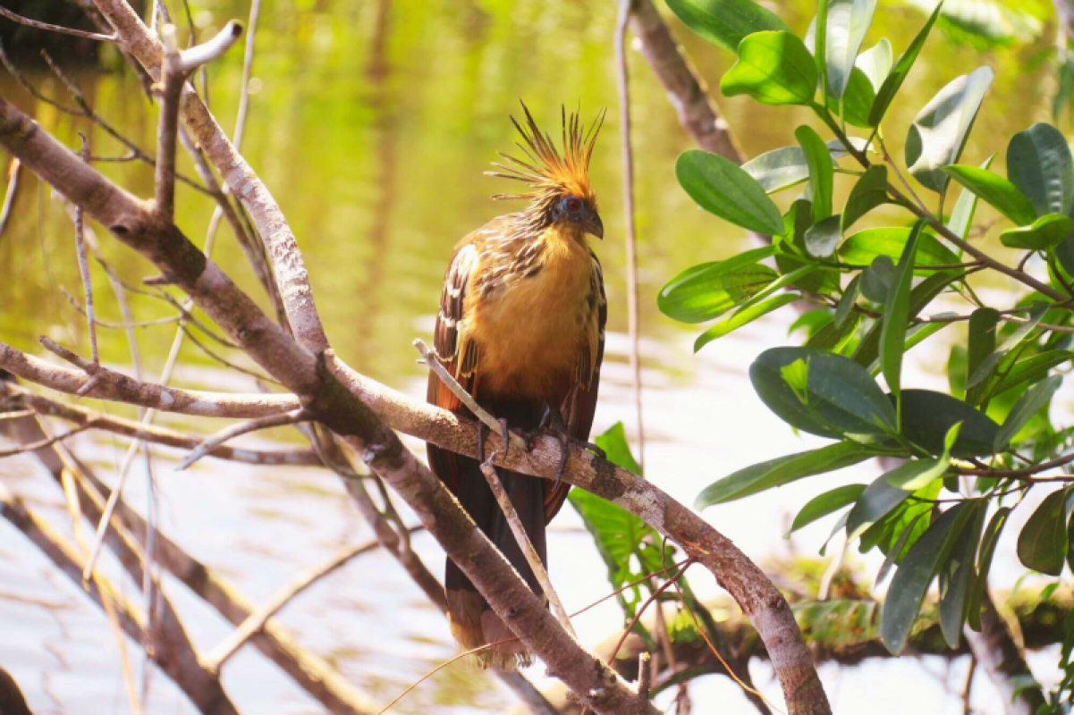Ecuador Amazonas