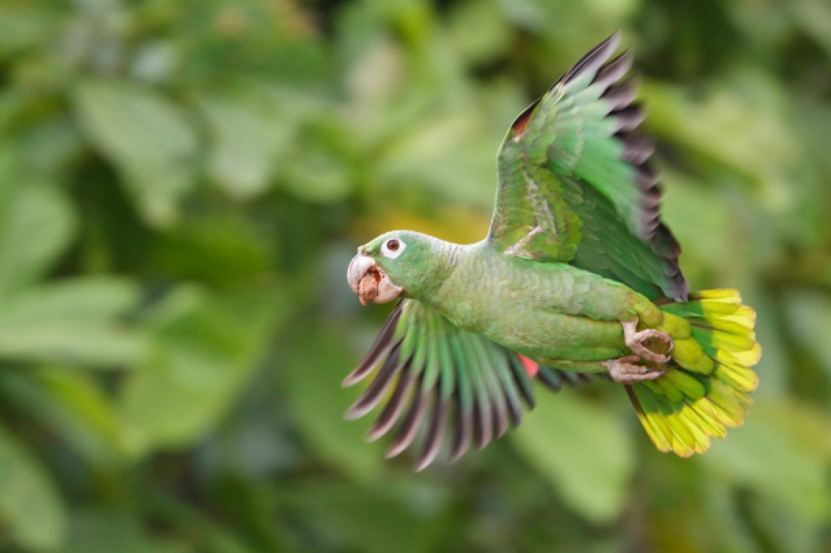 Ecuador Amazonas