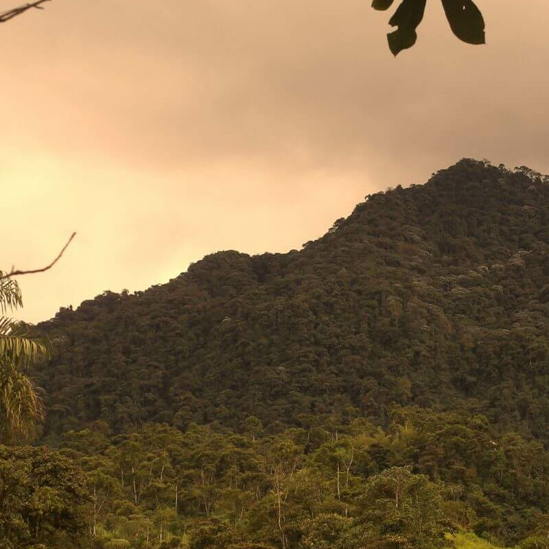 Ecuador Nebelwald