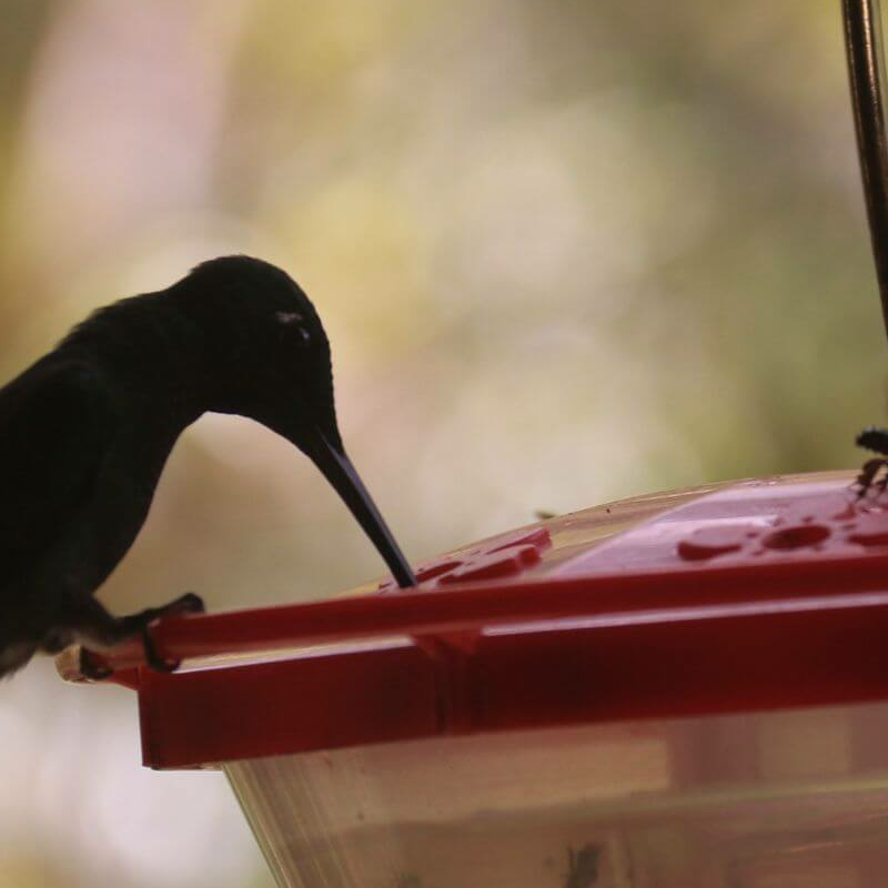Ecuador Nebelwald