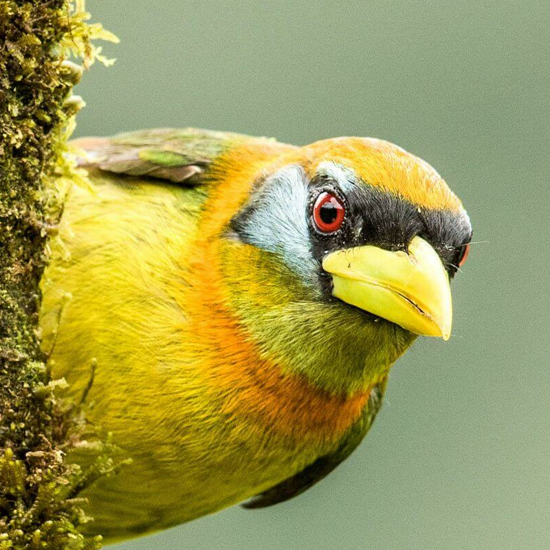 Ecuador Nebelwald