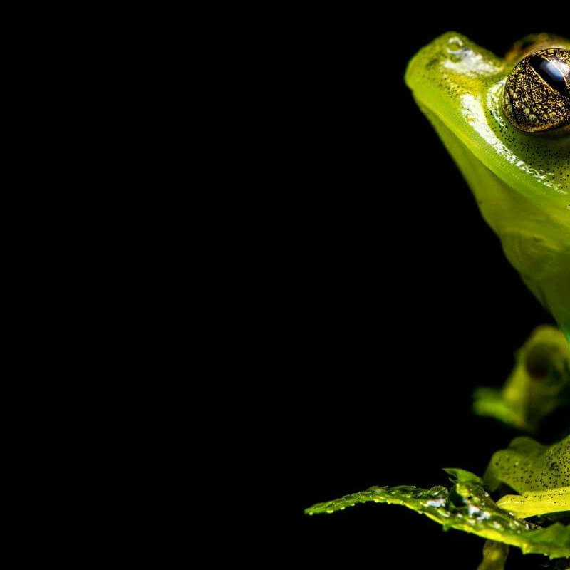 Ecuador Nebelwald