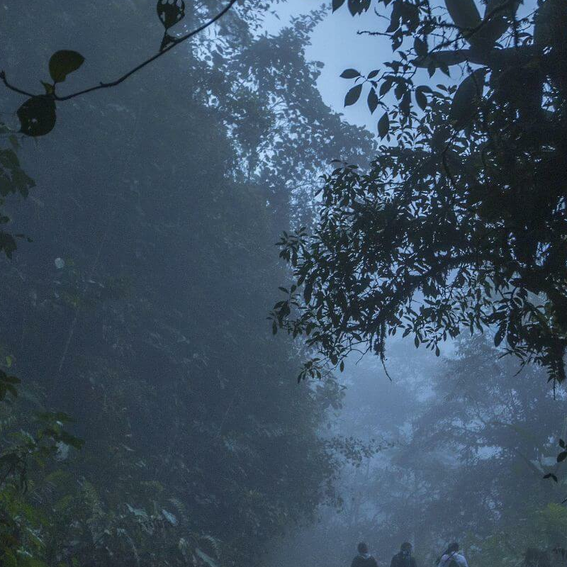 Ecuador Nebelwald