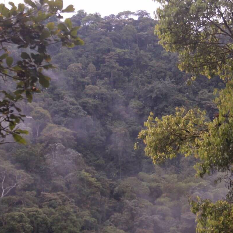 Ecuador Nebelwald