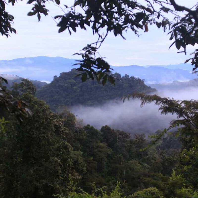 Ecuador Nebelwald