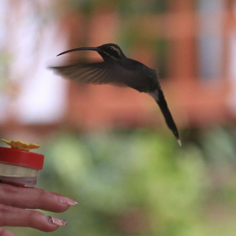 Ecuador Nebelwald