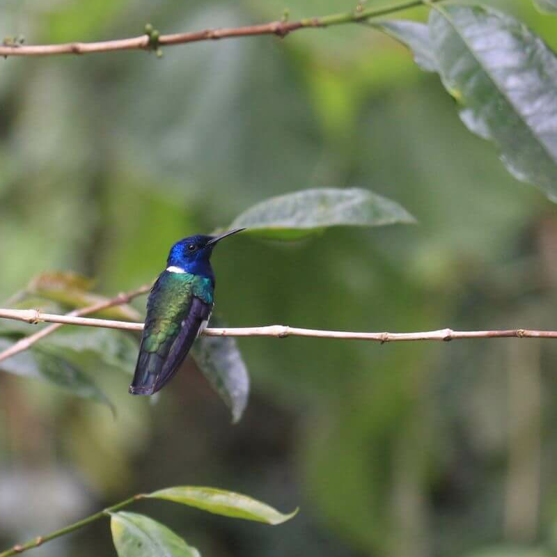 Ecuador Nebelwald