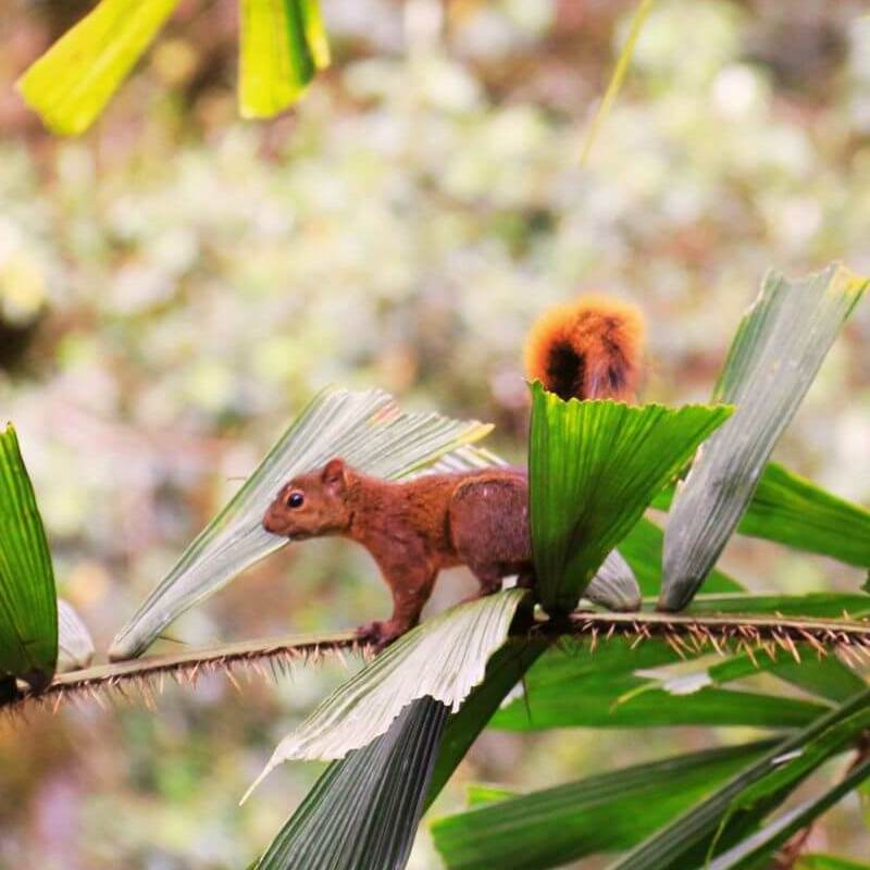 Ecuador Nebelwald
