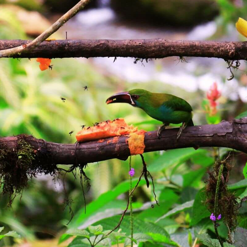 Ecuador Nebelwald