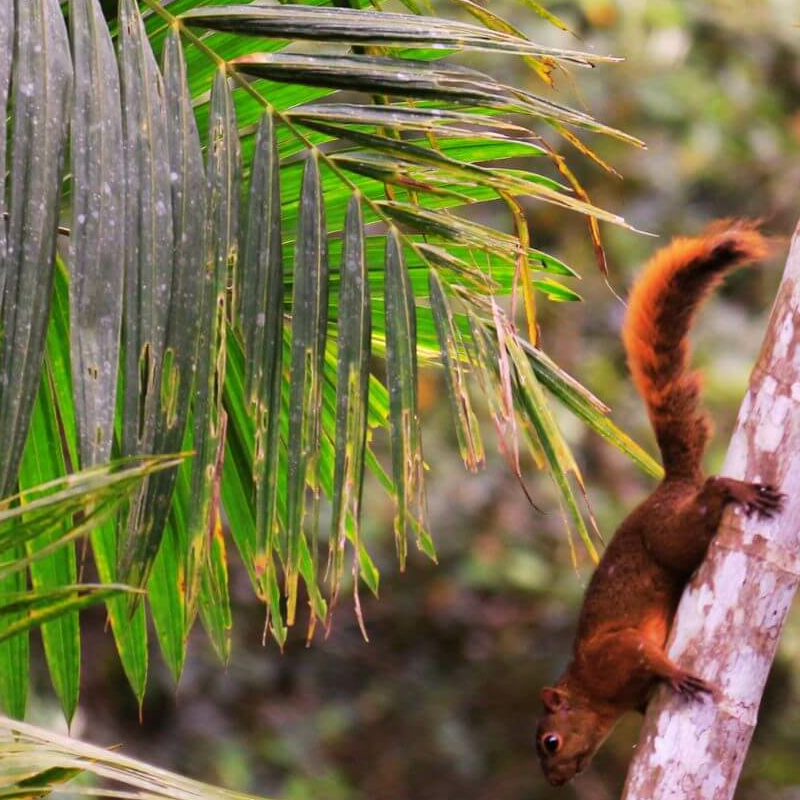 Ecuador Nebelwald