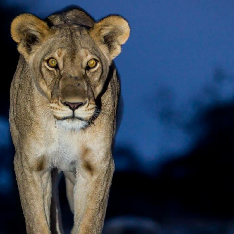 Etosha