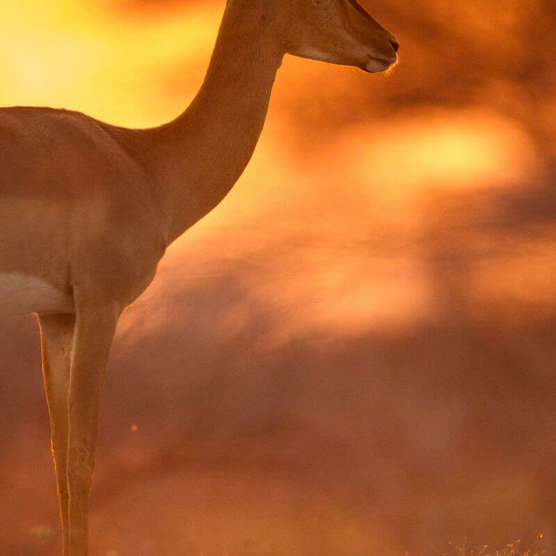 Etosha