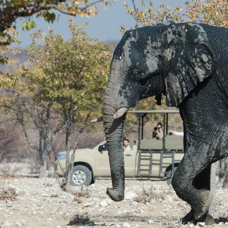 Etosha