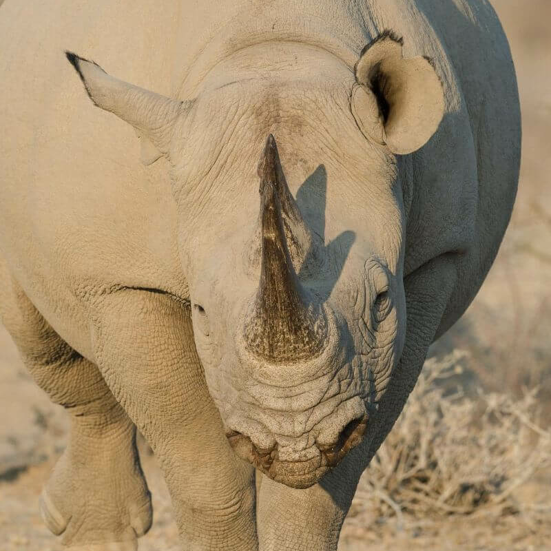 Etosha
