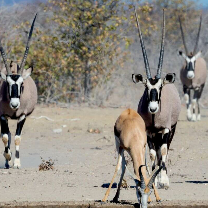 Etosha