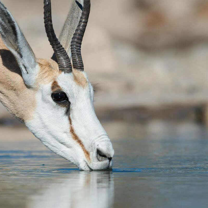 Etosha